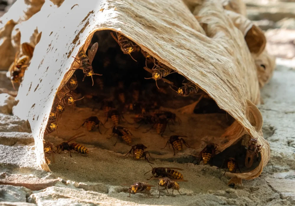 big-wasp-nest-old-wall